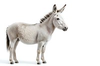 White donkey standing in profile view on isolated background, showing full body with detailed texture of fur and distinctive facial features. For farm and animal designs.