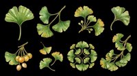 Ginkgo biloba leaves and berries isolated on transparent background, ready for t-shirt design, clipart, stickers, sublimation, print-on-demand products and digital crafts.