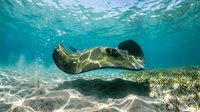 Stingray gliding gracefully over coral reef in crystal clear turquoise waters with sunlight patterns dancing on sandy ocean floor creating serene underwater scene.