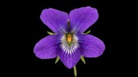 Vibrant purple violet flower isolated on transparent background, ready for stickers, t-shirt design, print on demand, sublimation, and clipart projects.