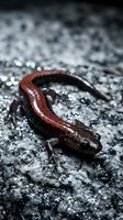 Red-backed salamander crawling on wet rocky surface with water droplets in natural forest habitat for wildlife and amphibian research concepts.