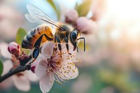 Macro shot of honey bee collecting nectar from pink spring blossom. Detailed view shows bee wings, legs and antennae against soft blurred background.