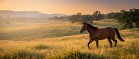 Brown horse galloping through golden grassland at sunset with mountains in background. Rural countryside landscape with warm evening light and pastoral scenery.