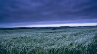Dramatic twilight sky over windswept grassland field with rolling hills in distance. Moody evening landscape with purple clouds and green meadow.