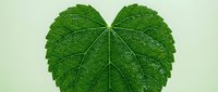 Vibrant green leaf with prominent veins forming heart shape against pale background, suitable for nature, wellness, and environmental design projects.
