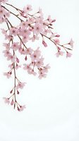 Delicate pink cherry blossom branch with soft petals and buds on clean white background for spring designs and botanical decorations.