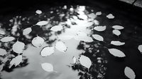 Fallen autumn leaves floating on dark water surface with reflections of trees creating moody, contemplative atmosphere for nature photography.