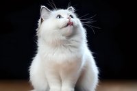 Majestic white cat with blue eyes looking up against dark background, fluffy fur catching light dramatically. Professional pet portrait showing feline curiosity.