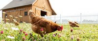 Free-range brown hen pecking in garden with wooden coop and white fence in background. Farm poultry foraging among green grass and flowers.
