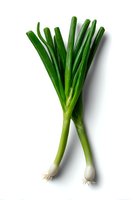 Fresh green spring onions with white bulbs and long stems isolated on white background, ready for cooking and food photography.