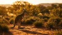 Kangaroo silhouette standing in golden sunset light across Australian outback landscape with warm glowing bushland and mountain backdrop for wildlife photography.