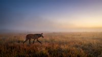 Wolf walking through misty grassland at dawn with golden sunrise light creating atmospheric wilderness scene for nature and wildlife photography projects.