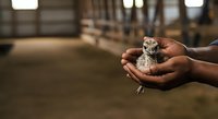 Young meerkat held in cupped hands of person with dark skin tone in wildlife sanctuary or zoo setting, educational animal care and conservation concept.
