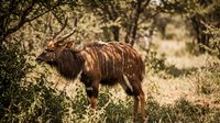 Young nyala antelope with distinctive stripes standing in natural African bushveld habitat among acacia trees and vegetation in warm golden sunlight.
