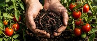Hands holding rich compost soil with tomato plants and ripe red tomatoes in organic garden. Sustainable farming and eco-friendly agriculture concept.