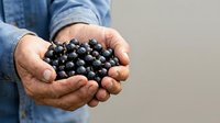 Male farmer in denim shirt holding fresh blueberries in cupped hands against neutral background, suitable for agriculture, farming, harvest, and food industry marketing.