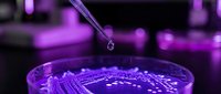 Laboratory pipette dropping sample into petri dish with purple bacterial colonies under UV light for microbiology research and scientific analysis.