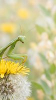 Green praying mantis perched on yellow dandelion flower with soft bokeh background in natural garden setting for wildlife and nature photography.