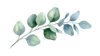 Watercolor eucalyptus branch with green leaves isolated on white background for botanical design projects and natural decoration elements.