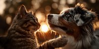 Tabby cat and Australian Shepherd dog touching noses in warm golden sunlight with bokeh background creating intimate friendship moment between pets.