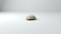 Textured seashell with intricate ridged patterns resting on neutral white surface, suitable for marine, nature, and coastal design projects.