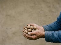 Farmer holding handful of walnuts in shell, wearing blue denim shirt. Agricultural harvest and organic nut production concept for farming, food industry, and sustainable agriculture use.