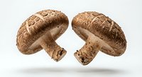 Fresh shiitake mushrooms isolated on white background for culinary design and healthy cooking recipes.