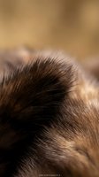 Close-up macro shot of brown animal fur with fine hair strands and natural texture patterns creating warm organic background for nature designs.