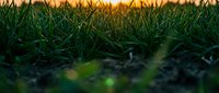 Close-up of lush green grass blades with shallow depth of field, golden sunlight filtering through background foliage, suitable for nature and environmental design projects.