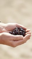 Caucasian hands holding fresh dark berries against blurred neutral background, showcasing organic produce for healthy eating, nutrition, and farm-to-table concepts.