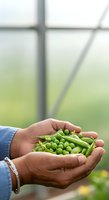Fresh green peas and pods held in hands at greenhouse. Farmer harvesting organic vegetables for agriculture, farming, and gardening projects.