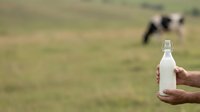 Fresh milk bottle held in hand with dairy cows grazing in pasture background, representing organic farm production and natural dairy farming.
