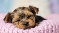 Cute puppy with tan and black coat resting on pink knitted blanket, suitable for pet care, animal wellness, and family lifestyle content.