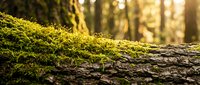 Green moss growing on tree bark in sunlit forest with warm golden light filtering through trees creating natural outdoor woodland scene.