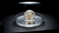 Transparent glass petri dish containing spherical biological specimen under laboratory lighting on dark surface for scientific research and medical studies.
