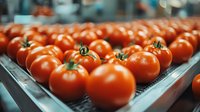 Fresh ripe red tomatoes on industrial conveyor belt in food processing facility, quality control sorting line for vegetable production and packaging.
