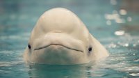 White beluga whale head emerging from clear blue water with gentle expression and smooth skin texture in aquatic marine environment.