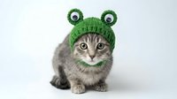 Adorable tabby kitten wearing green knitted frog hat with googly eyes on white background. Perfect for pet costume designs and greeting cards.