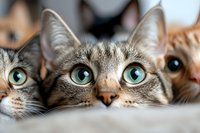 Curious cats with bright blue eyes peeking over edge, close-up portrait of three feline faces showing playful expression and attentive gaze. Macro photography of pets.