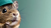 Adorable gerbil wearing tiny turquoise beanie hat showing happy expression with full cheeks storing food, close-up portrait against blurred teal background.