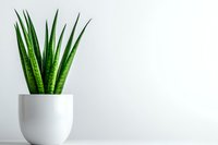Snake plant in modern white ceramic pot against minimalist white wall background, decorative houseplant for contemporary interior design and home decor.