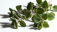 Fresh oregano herb sprigs with green leaves on white background. Aromatic culinary plant for cooking, seasoning and natural medicine applications.