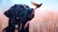 Black Labrador retriever looking up at falling snow against pink and blue winter sky background, capturing serene moment of wonder and natural beauty.