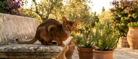 Tabby cat stretching on outdoor cushioned furniture with potted plants and garden backdrop, perfect for pet, lifestyle, and home decor projects.