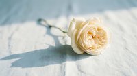Single cream white rose lying on rustic wooden surface with soft natural lighting creating gentle shadows for romantic wedding decoration concepts.