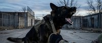 Military working dog in tactical gear barking during training exercise at abandoned industrial facility with dramatic sky background.