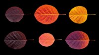Autumn leaves in various sizes and warm color gradients from deep burgundy to golden yellow, isolated on transparent background. Ready for clipart, t-shirt design, stickers, print-on-demand products, and sublimation projects.