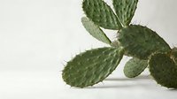 Fresh green prickly pear cactus pads with spines on neutral background for natural health and botanical design projects.