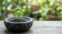 Young green plant seedling growing in rustic stone bowl on wooden surface with natural bokeh background for gardening and growth concepts.