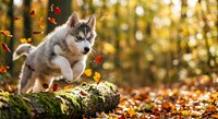 Adorable husky puppy sitting on moss-covered log in autumn forest with golden bokeh lights and falling leaves creating magical seasonal atmosphere.